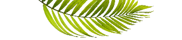 leaves-decorative