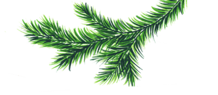 pine-rightside